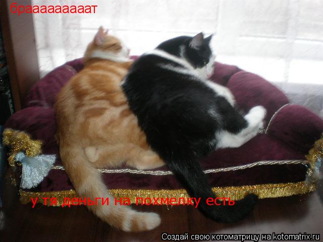 брааааааааат у тя деньги на похмелку есть... Котоматрица: брааааааааат у тя деньги на похмелку есть