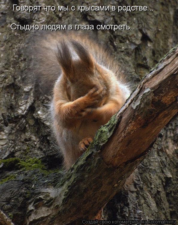 Говорят что мы с крысами в родстве... Стыдно людям в глаза смотреть..... Котоматрица: Говорят что мы с крысами в родстве... Стыдно людям в глаза смотреть..