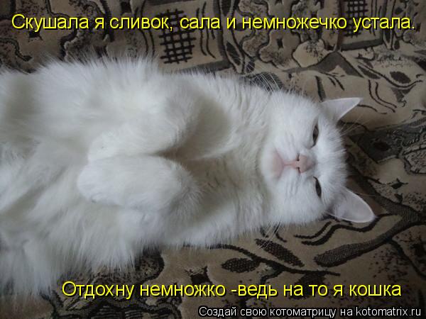 Отдохну немножко -ведь на то я кошка Скушала я сливок, сала и немножечко устала.... Котоматрица: Отдохну немножко -ведь на то я кошка Скушала я сливок, сала и немножечко устала.