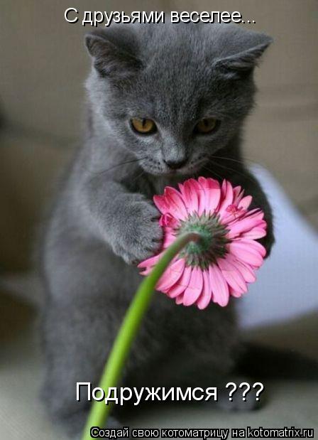 С друзьями веселее... Подружимся ???... Котоматрица: С друзьями веселее... Подружимся ???