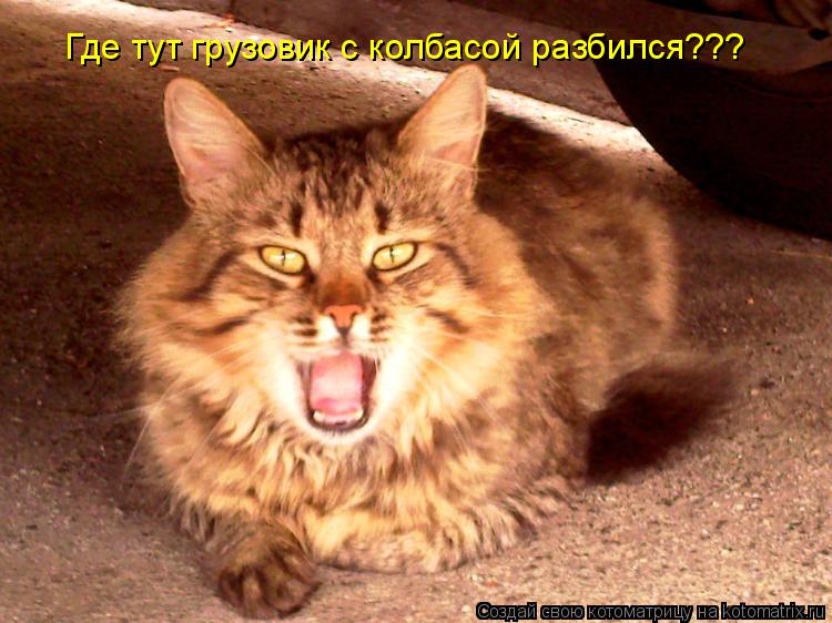 Где тут грузовик с колбасой разбился???... Котоматрица: Где тут грузовик с колбасой разбился???