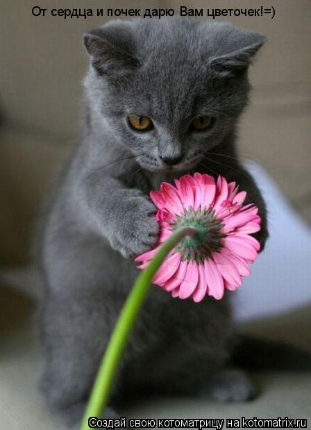 Котоматрица: От сердца и почек дарю Вам цветочек!=)