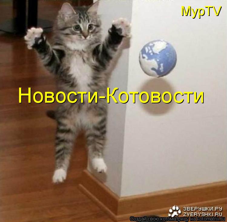 Новости-Котовости МурTV... Котоматрица: Новости-Котовости МурTV
