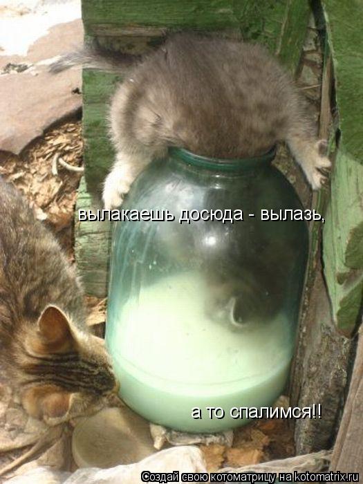 вылакаешь досюда - вылазь, а то спалимся!!... Котоматрица: вылакаешь досюда - вылазь, а то спалимся!!