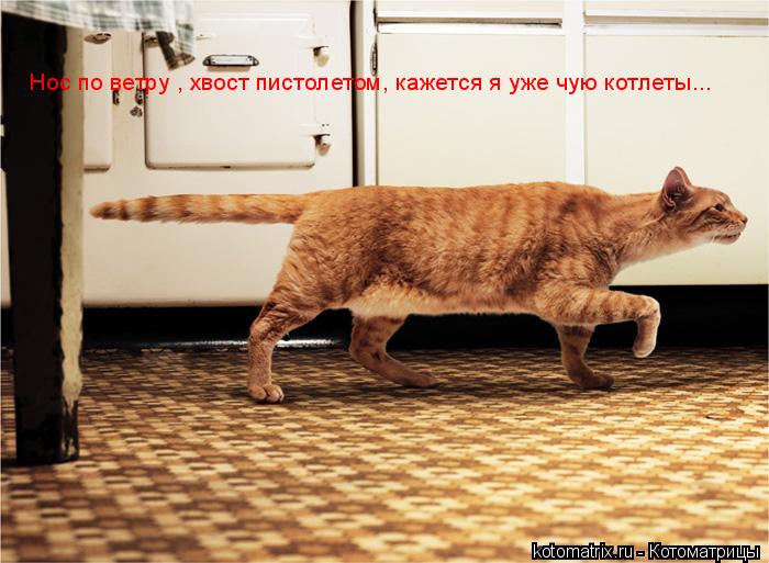 Котоматрица: Нос по ветру , хвост пистолетом, кажется я уже чую котлеты...