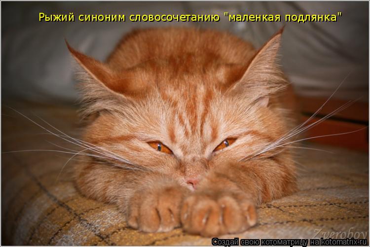 Рыжий синоним словосочетанию "маленкая подлянка"... Котоматрица: Рыжий синоним словосочетанию "маленкая подлянка"