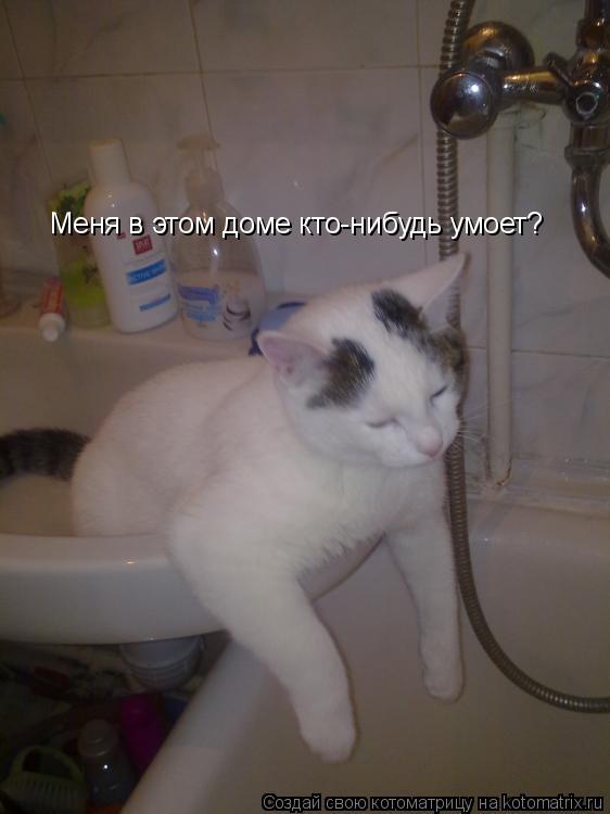 Котоматрица: Меня в этом доме кто-нибудь умоет?