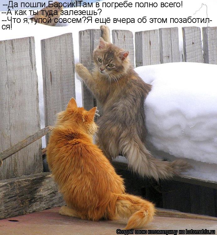 Котоматрица: --Да пошли,Барсик!Там в погребе полно всего! --А как ты туда залезешь? --Что я,тупой совсем?Я ещё вчера об этом позаботил- ся!