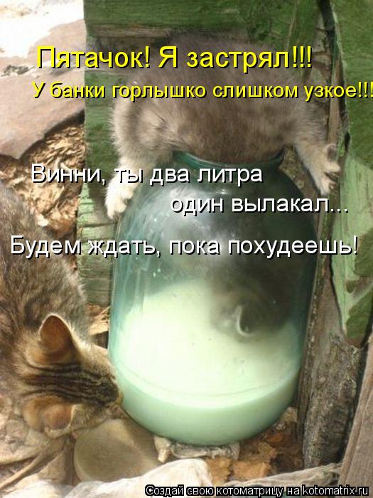 Котоматрица: Пятачок! Я застрял!!!  У банки горлышко слишком узкое!!! Винни, ты два литра один вылакал... Будем ждать, пока похудеешь!