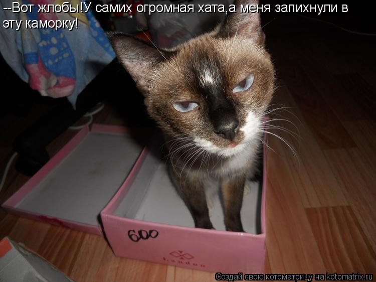 Котоматрица: --Вот жлобы!У самих огромная хата,а меня запихнули в эту каморку!
