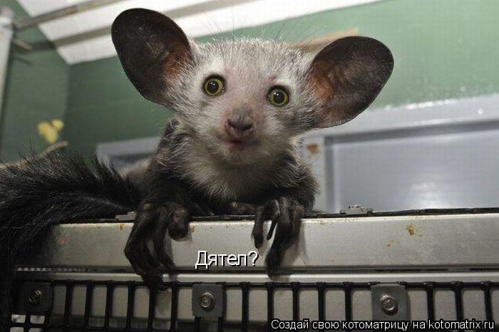 Котоматрица: Дятел?