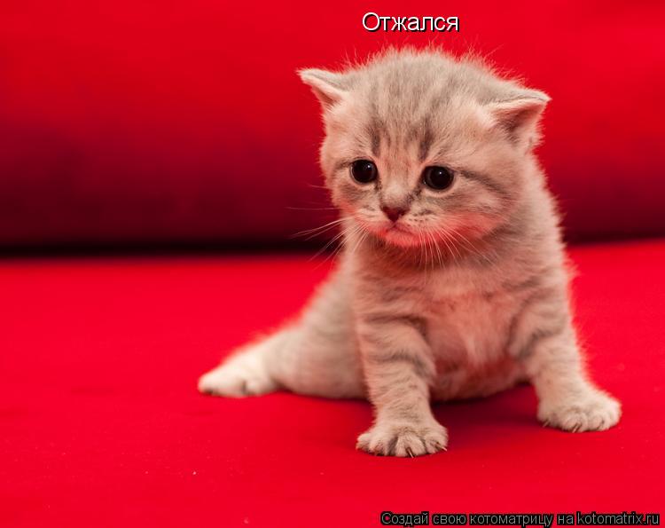 Котоматрица: Отжался