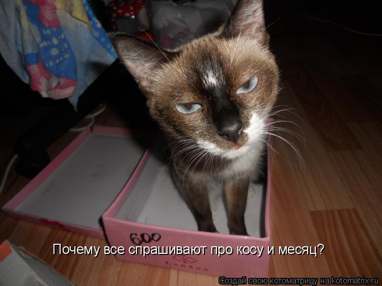 Котоматрица: Почему все спрашивают про косу и месяц?