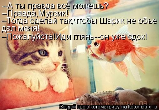 Котоматрица: --А ты правда всё можешь? --Правда,Мурзик! --Тогда сделай так,чтобы Шарик не объе дал меня! --Пожалуйста!Иди глянь--он уже сдох!