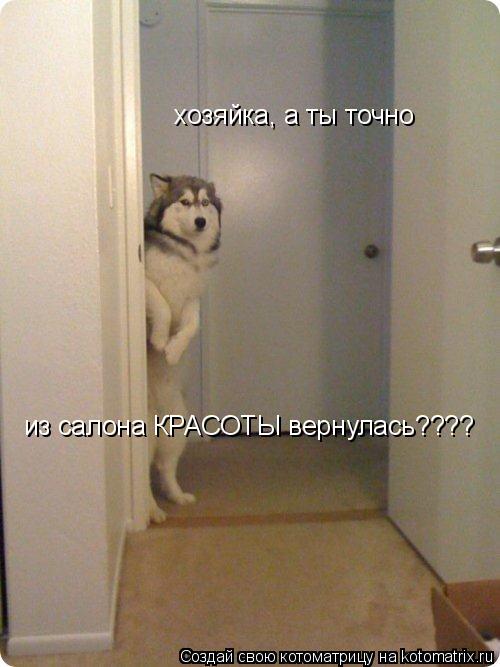 Котоматрица: хозяйка, а ты точно  из салона КРАСОТЫ вернулась????