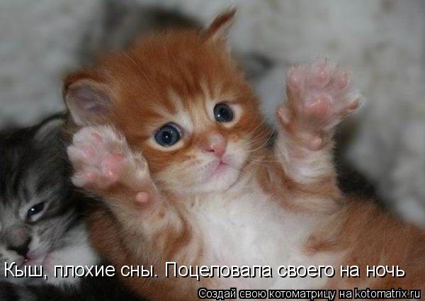 Котоматрица: Кыш, плохие сны. Поцеловала своего на ночь
