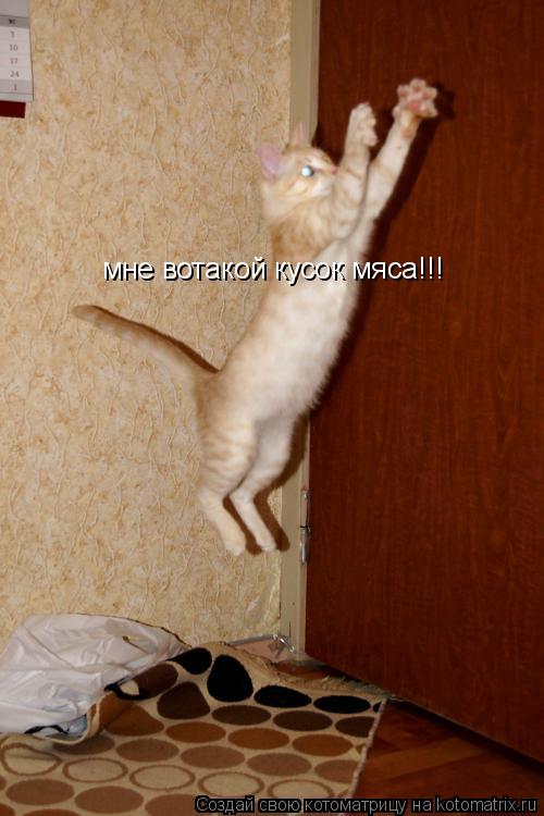 мне вотакой кусок мяса!!!... Котоматрица: мне вотакой кусок мяса!!!