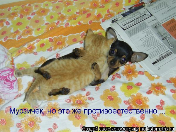 Мурзичек, но это же противоестественно......... Котоматрица: Мурзичек, но это же противоестественно......