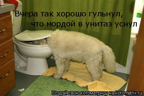 Вчера так хорошо гульнул, что мордой в унитаз уснул... Котоматрица: Вчера так хорошо гульнул, что мордой в унитаз уснул