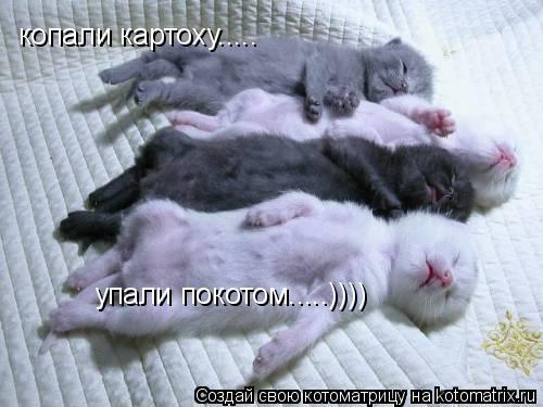 копали картоху..... упали покотом.....))))... Котоматрица: копали картоху..... упали покотом.....))))