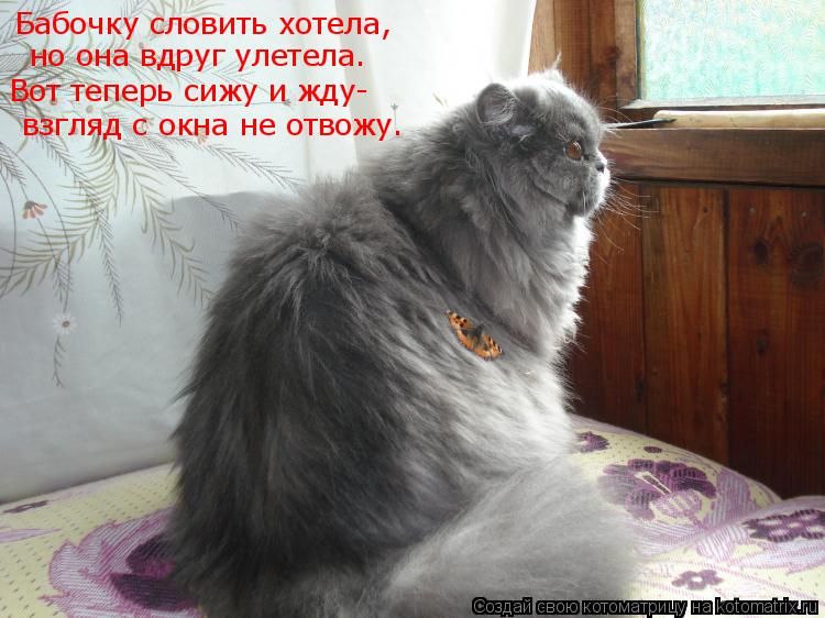 Бабочку словить хотела, но она вдруг улетела. Вот теперь сижу и жду- взгляд с окна не отвожу.... Котоматрица: Бабочку словить хотела, но она вдруг улетела. Вот теперь сижу и жду- взгляд с окна не отвожу.