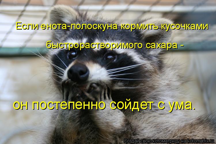 Если енота-полоскуна кормить кусочками он постепенно сойдет с ума. быстрорастворимого сахара -... Котоматрица: Если енота-полоскуна кормить кусочками он постепенно сойдет с ума. быстрорастворимого сахара -
