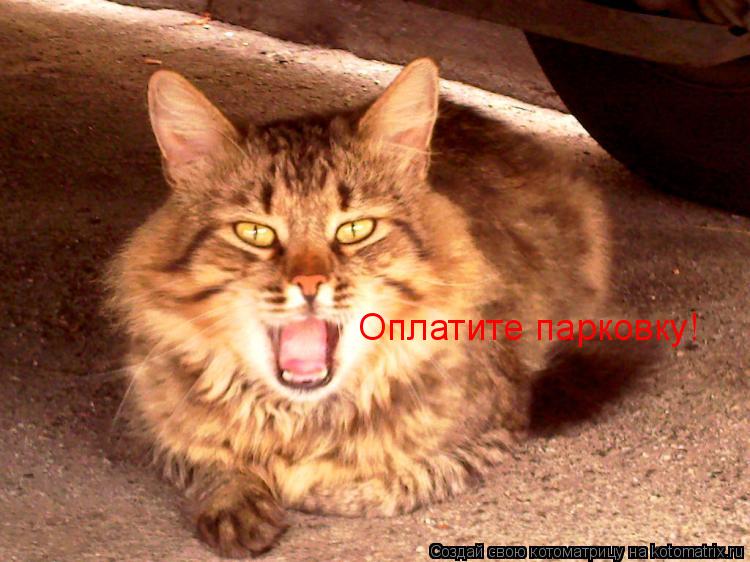 Оплатите парковку!... Котоматрица: Оплатите парковку!