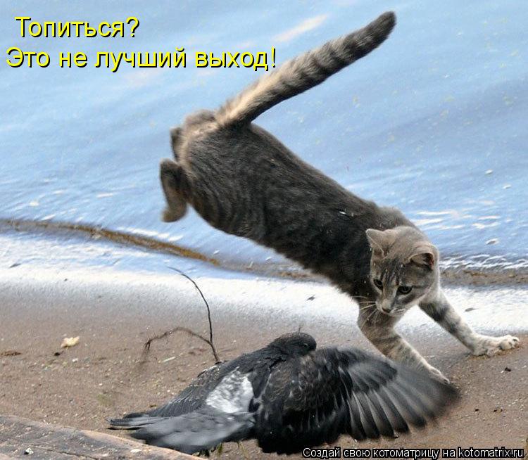 Топиться? Это не лучший выход!... Котоматрица: Топиться? Это не лучший выход!