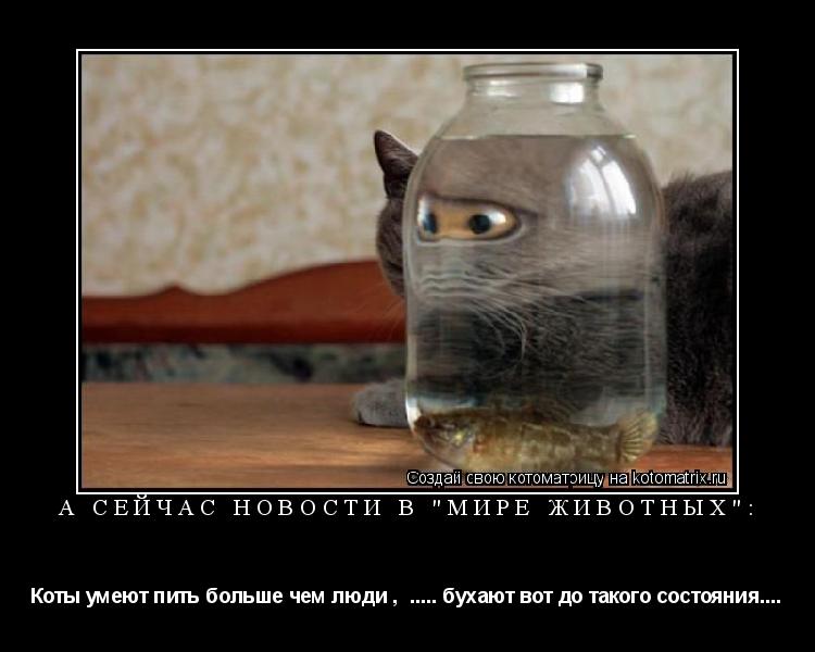 А СЕЙЧАС НОВОСТИ В "МИРЕ ЖИВОТНЫХ": Коты умеют пить больше чем люди , ..... бухают вот до такого сос... Котоматрица: А СЕЙЧАС НОВОСТИ В "МИРЕ ЖИВОТНЫХ": Коты умеют пить больше чем люди , ..... бухают вот до такого состояния....
