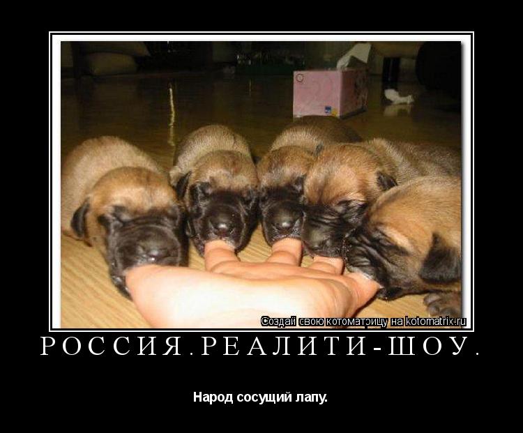 Котоматрица: РОССИЯ.РЕАЛИТИ-ШОУ. Народ сосущий лапу.