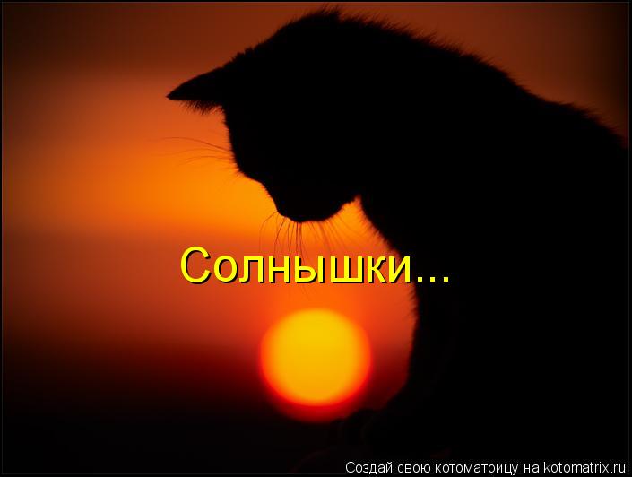 Солнышки...... Котоматрица: Солнышки...