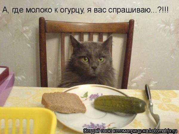А, где молоко к огурцу, я вас спрашиваю...?!!!... Котоматрица: А, где молоко к огурцу, я вас спрашиваю...?!!!