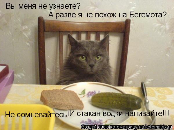 Вы меня не узнаете? А разве я не похож на Бегемота? Не сомневайтесь! И стакан водки наливайте!!!... Котоматрица: Вы меня не узнаете? А разве я не похож на Бегемота? Не сомневайтесь! И стакан водки наливайте!!!