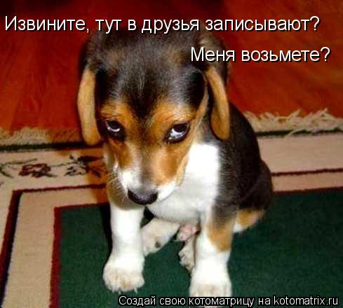 Извините, тут в друзья записывают? Меня возьмете?... Котоматрица: Извините, тут в друзья записывают? Меня возьмете?