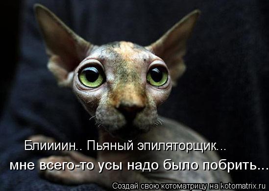 Блиииин.. Пьяный эпиляторщик... мне всего-то усы надо было побрить...... Котоматрица: Блиииин.. Пьяный эпиляторщик... мне всего-то усы надо было побрить...