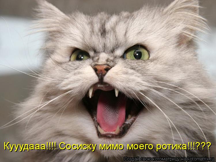 Кууудааа!!!! Сосиску мимо моего ротика!!!???... Котоматрица: Кууудааа!!!! Сосиску мимо моего ротика!!!???