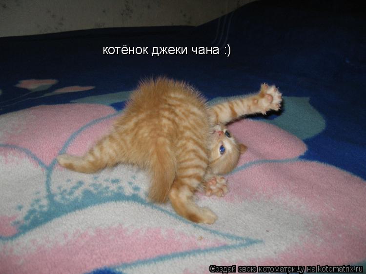котёнок джеки чана :)... Котоматрица: котёнок джеки чана :)