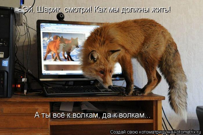 - Эй, Шарик, смотри! Как мы должны жить! А ты всё к волкам, да к волкам...... Котоматрица: - Эй, Шарик, смотри! Как мы должны жить! А ты всё к волкам, да к волкам...