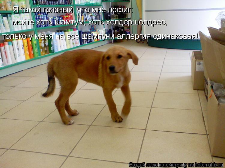 Я такой грязный, что мне пофиг: мойте хоть шамтум, хоть хелдершолдрес, только у меня на все шампуни а... Котоматрица: Я такой грязный, что мне пофиг: мойте хоть шамтум, хоть хелдершолдрес, только у меня на все шампуни аллергия одинаковая!