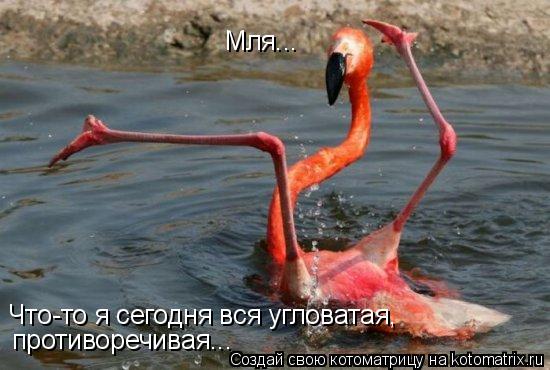 Что-то я сегодня вся угловатая, противоречивая... Мля...... Котоматрица: Что-то я сегодня вся угловатая, противоречивая... Мля...