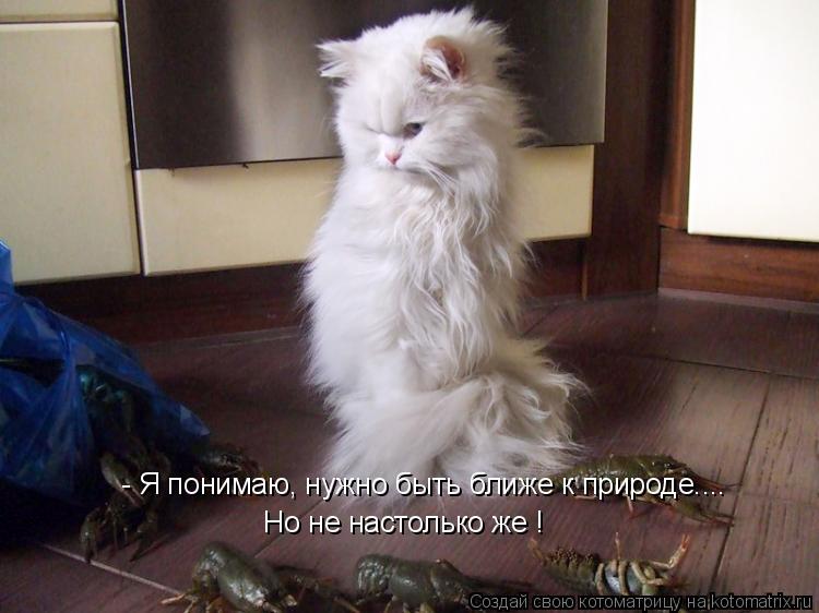 - Я понимаю, нужно быть ближе к природе.... Но не настолько же !... Котоматрица: - Я понимаю, нужно быть ближе к природе.... Но не настолько же !