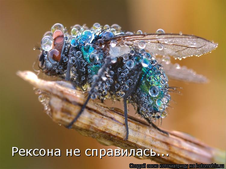 Рексона не справилась...... Котоматрица: Рексона не справилась...