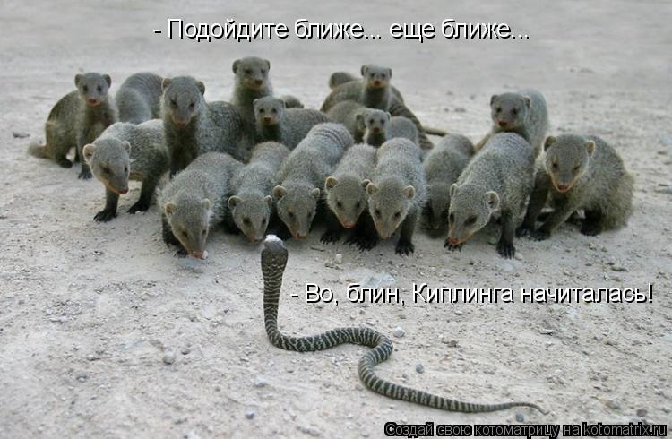 - Подойдите ближе... еще ближе... - Во, блин, Киплинга начиталась!... Котоматрица: - Подойдите ближе... еще ближе... - Во, блин, Киплинга начиталась!