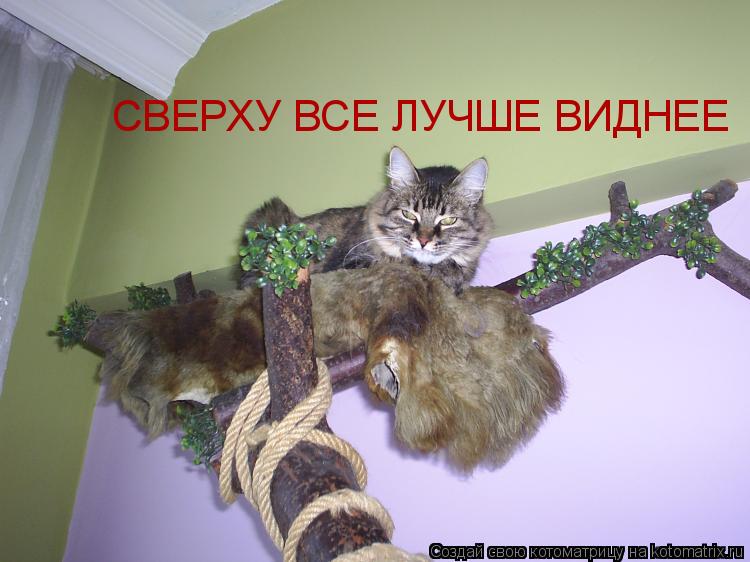 СВЕРХУ ВСЕ ЛУЧШЕ ВИДНЕЕ... Котоматрица: СВЕРХУ ВСЕ ЛУЧШЕ ВИДНЕЕ