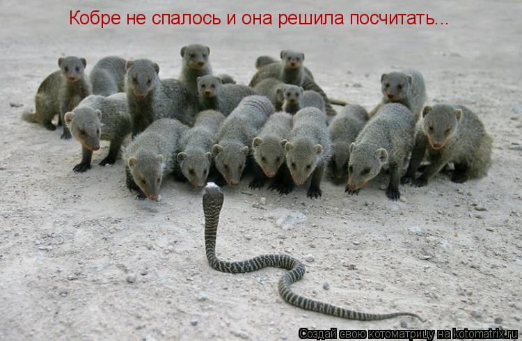 Котоматрица: Кобре не спалось и она решила посчитать...