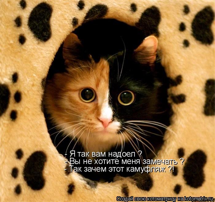 Котоматрица: - Я так вам надоел ?  - Вы не хотите меня замечать ? - Так зачем этот камуфляж ?!