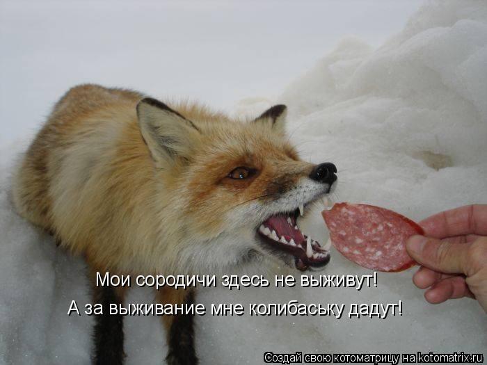 Котоматрица: Мои сородичи здесь не выживут! Мои сородичи здесь не выживут! А за выживание мне колибаську дадут!