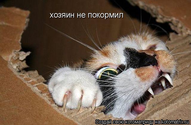 Котоматрица: хозяин не покормил