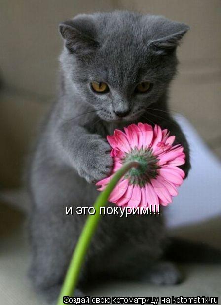 Котоматрица: и это покурим!!!