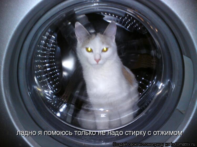 Котоматрица: ладно я помоюсь только не надо стирку с отжимом